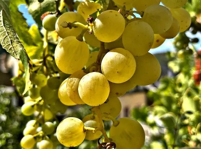 דירה Buergerhaus I *